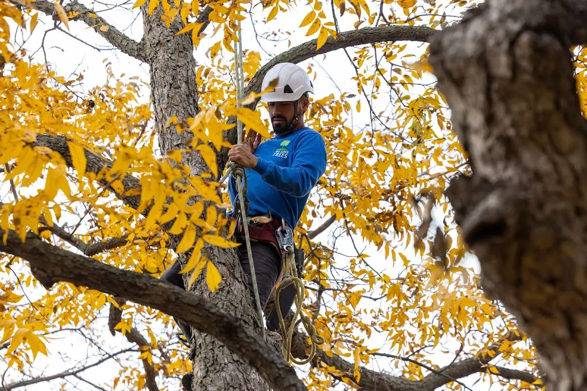 Skilled Tree Transplanting crew working in Keego Harbor