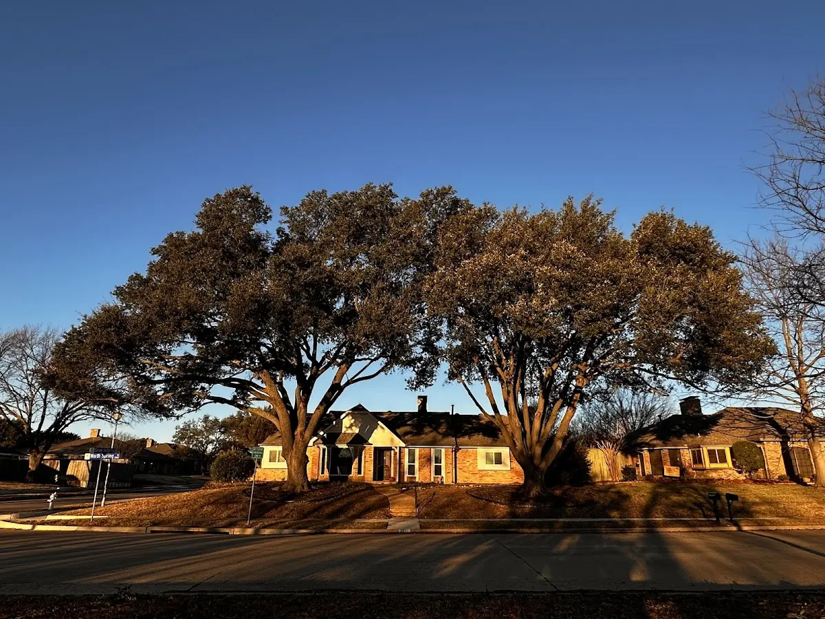 Established residential canopy tree shading a home in Keego Harbor